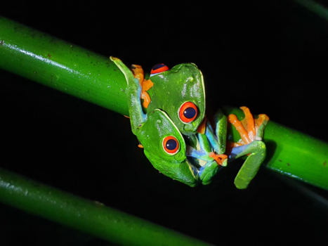 Autoreis Costa Rica in 2 weken - Samen op vakantie