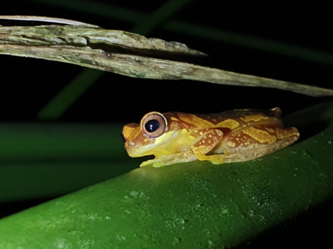 Rondreis Costa Rica en Panama - Mijn mooiste foto  in het donker