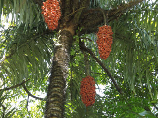 Manuel Antonio National Park