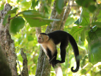 Manuel Antonio National Park