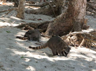 Manuel Antonio National Park