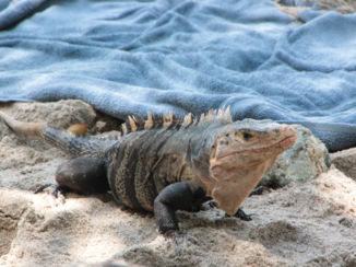 Manuel Antonio National Park