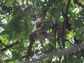 Manuel Antonio National Park - Luiaard met jong