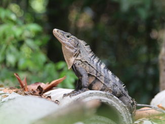 Manuel Antonio National Park