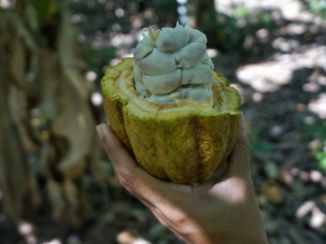 Baracoa - Op een cacaoplantage