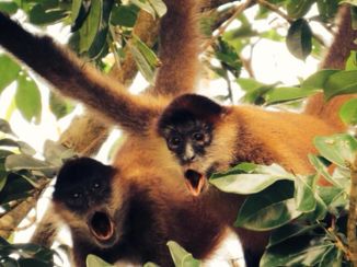 Manuel Antonio National Park