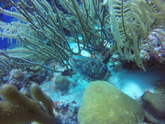 Bonaire - Schilpad bij duikspot Alice in Wonderland