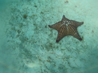 Aruba - Zeester op de bodem