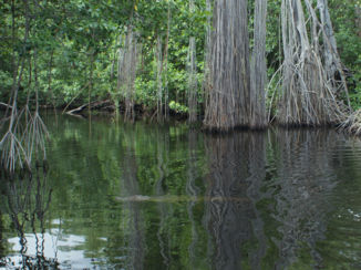 Jamaica - Mangrove zoveel en elke weer anders