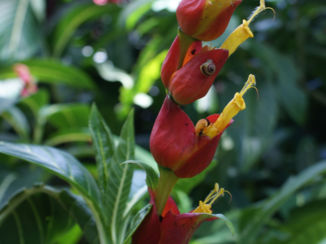 Jamaica - Een slak op reis in een van de vele mooie bloemen