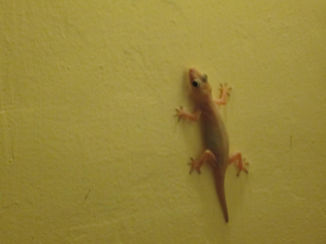 Curaçao - Onverwachts gezelschap