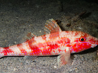 Curaçao - Nachtduik