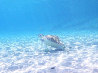 Curaçao - Overdag duiken