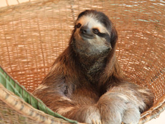 Costa Rica - Sloth Sanctuary