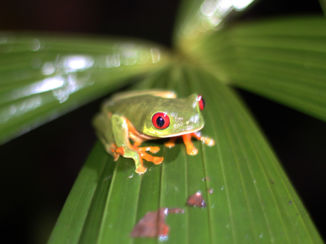 Costa Rica - Pijlgifkikker