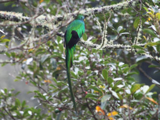 Costa Rica - Quetzal