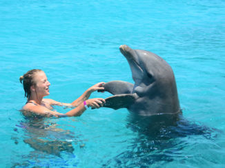 Curaçao - Dolphin Academy