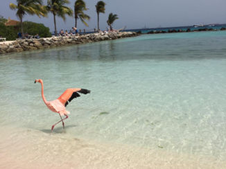 Aruba - Aruba Renaissance Island