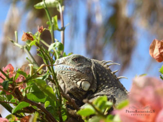 Curaçao - Boomkip bij zwembad