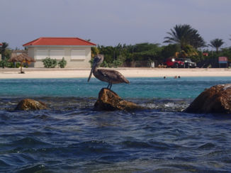 Aruba - Pelikaan