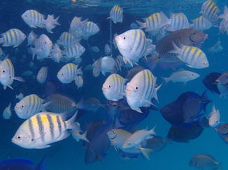 Aruba - Onderwaterwereld