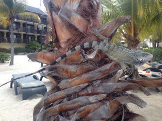 Curaçao - Je komt ze overal tegen!