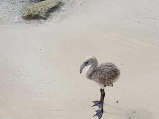 Bonaire - Jonge flamingo