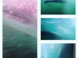 Mexico - Zwemmen met walvishaaien mexico