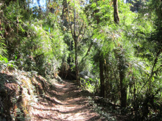 Costa Rica - Cloudforest