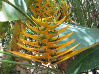 Costa Rica - Heliconia