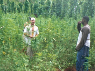 Ocho Rios - Wiet plantage