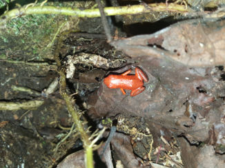 Tortuguero National Park