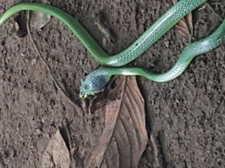 Tortuguero National Park