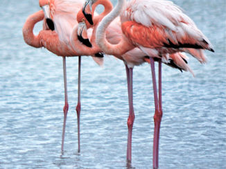 Bonaire - Op hoge poten in Bonaire