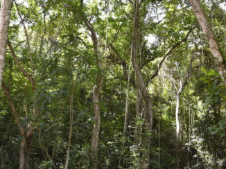 Dominicaanse Republiek