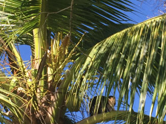 Roatán - De aap die onze tas heeft leeggeroofd.