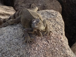 Aruba - Onderweg naar Oranjestand