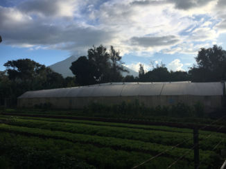 Antigua - Caoba Farm