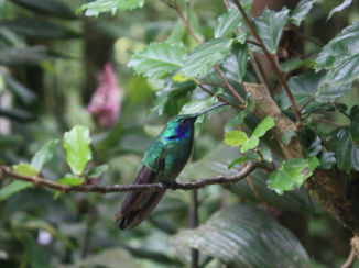 Costa Rica - Monteverde
