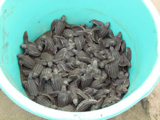 Corcovado National Park - Just hatched