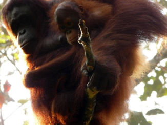 Corcovado National Park - Motherlove
