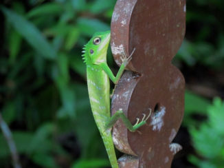 Corcovado National Park - Hide and Seek