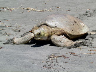 Corcovado National Park - Freedom