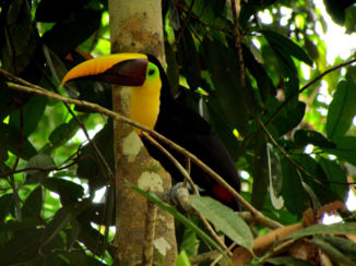 Corcovado National Park - Rainbow Collors