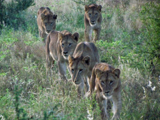 Corcovado National Park - Power