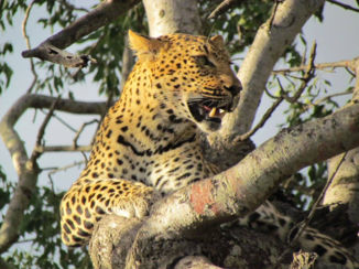 Corcovado National Park - Strenght
