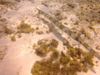 Curaçao - onderwaterwereld 1