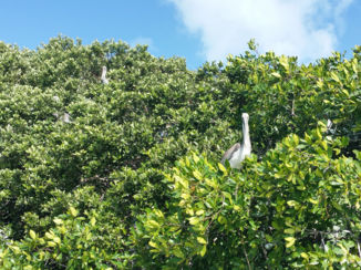 Mexico - Tropische vogels