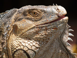 Riksja Costa Rica - Heerlijk in de zon.