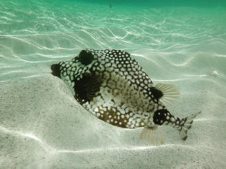 Bonaire - Spotted Trunkfish